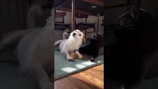 CUTE PUPPY AND DOG  #horrorstories #mustwatchnow #shortsviral #mustwatch #facts #shortvideos #food