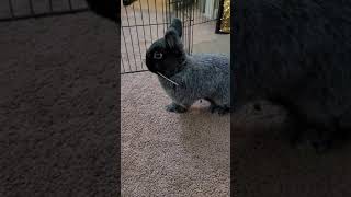 bunny acts like a dog 🐕😂 (Netherland Dwarf fetches hay & moves ears)