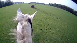 Stradbally Hall Laois Hunt Open Hunter Trial 20/04/219