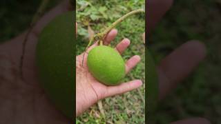 kacha aam masala ( raw mango) #kachaaam #villagelife #trending #ytshorts #mangocutting