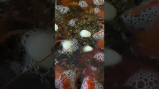 Как в Ростове варят Раков🦞😱