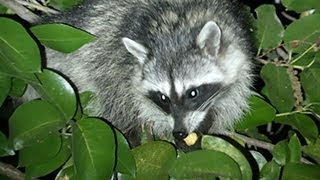 Masked Bandits Snatch Cherries Under Cover of Darkness