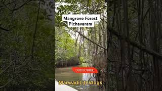 Jungle Mein Mangal Mangrove Forest|#Shorts #YouTubeShorts #ShortVideo #ViralShorts #junglemeinmangal