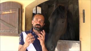 "Secondo Vedani" | Equestrian Insights