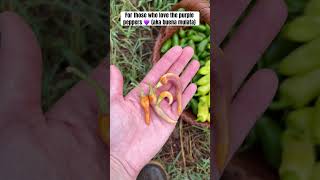 Purple peppers 💜 #garden #gardening #growyourownfood #backyardgardening #homesteading