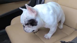 Worlds smallest Frenchie brain enjoying his car rides lol #explorepage #dogs #subscribe