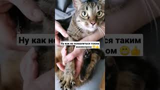 Кошачий маникюр #когти #стрижкакогтей #кошка