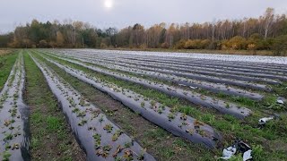 ГЛАВНЫЙ СЕКРЕТ КАК САДИТЬ КЛУБНИКУ