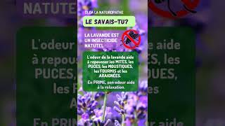 La lavande est un insecticide naturel, le savais-tu ? #lavande #maison