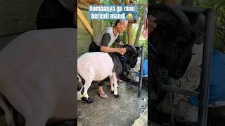 Pov : ketika domba ngak mau berhenti mandi