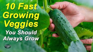 10 Vegetables You Should Always Grow - Fast Growing Veggies