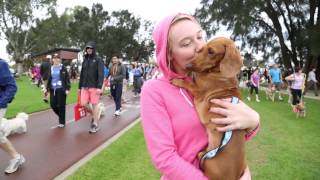 RSPCA Million Paws Walk - Register Now