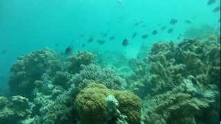 Buceo en la isla de Mnemba (Zanzibar)