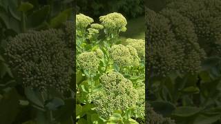 Sedums are next to flower