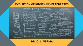 Evolution of Kidney in Vertebrates