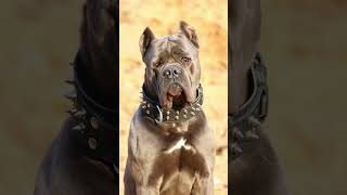 #kattekopcobenapycb #pekn #canecorso #dog #foryou