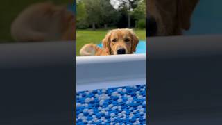 Poolparty? #CuteDog #Dog #Goldenretriever #SweetDog #Goldie #SweetPaw #Poolparty #Shorts