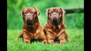 Dogue de Bordeaux dog breed