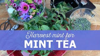 Harvest mint for mint tea