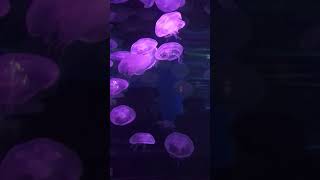 Jellyfish in California Academy of Sciences jan2019