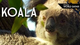 Koalas Are Not Bears