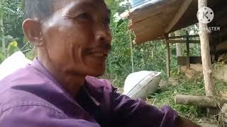 kambing TDK pernah kembung bersama Mbah Wanto(@sstvchenel)