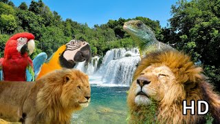 Animals Of Jungle Full HD || Spectacular relaxation video || #amazon #wildlife #jungle #lions