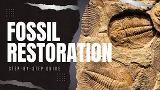 Guide to Cleaning and Restoring Fossils