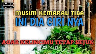 🔴CARA AGAR KELINCIMU TETAP SEJUK DIMUSIM KEMARAU