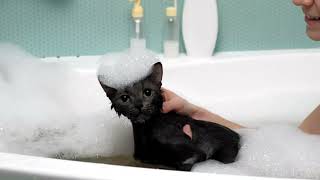 Funny sounds of cute kitten 😻🐈😍 ||  kitten bathing 💖😊 #funnycat