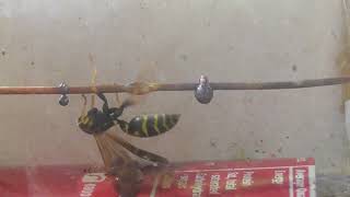 De-headed paper-wasp still stings and ejects poison.