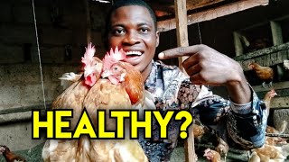 How to know a healthy chicken | chicken farming | layers farming.