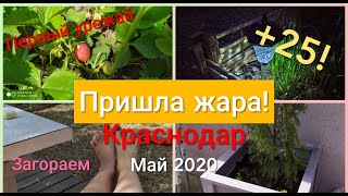 Первый урожай ! Жара! Переезд в Краснодар Дом на юге