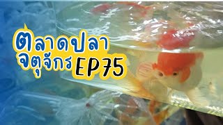 ทัวร์ตลาดปลาลานเร่ l วันที่ 15 พ.ย. 66 | ตลาดปลาจตุจักร EP 75