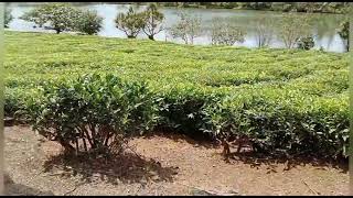 #Mauritius  #Tea plantation