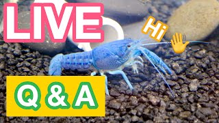 CRAYFISH BREEDING ROOM TOUR LIVESTREAM