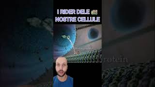 I Rider Delle Nostre Cellule