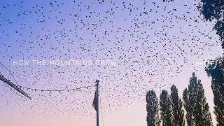 flocks of birds at Ammersee | magical moment