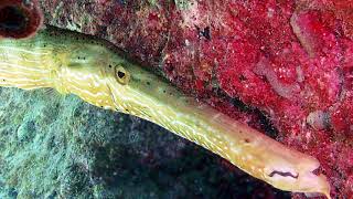 The Super Cool Trumpetfish