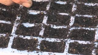 Self-watering propagation kit demo