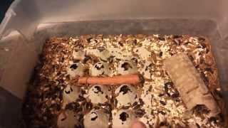 -Requested- Mealworm Farming (How to part 6)