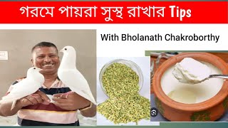 গরমে পায়রা সুস্থ রাখার কিছু Tips দিলেন Mr. Bholanath Chakroborthy.