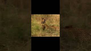 2 hyenas fight for food with leopards