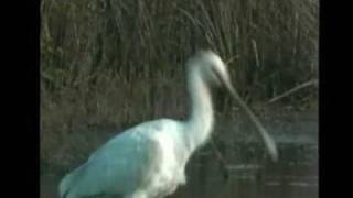 Spatola (Platalea leucorodia) - Eurasian Spoonbill