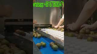 Video of plum denucleating machine/Jujube Date Pit Removing Machine