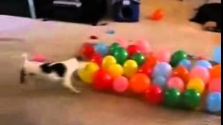 Balloon Popping Dog