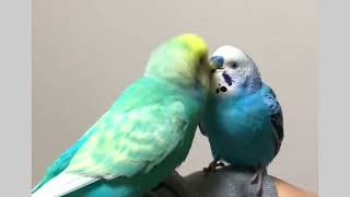 Bird Bliss: Discover Their Unique Daily Routine! #birds  #viral #parakeet #parrot #shorts#cockatiel