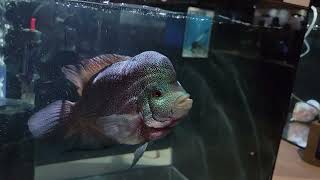 Flowerhorn Competition at Aquashella Chicago 2021