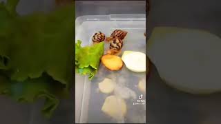 Чем кормить улитят? | Питание улиток  | Snails for you