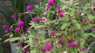 how to grow Gomphrena flower || updatingvideo  #mysmallgarden #gomphrena